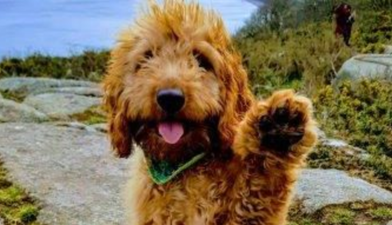 The 32 ‘Nose Of Tralee’ Finalists Have Been Picked