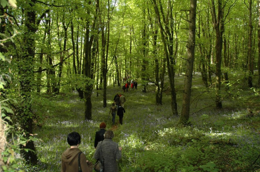 Offaly trail article feature image