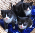 Four kittens rescued by firefighters just in time