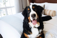 This ski resort will hire you as their resident dog’s ‘fur butler’