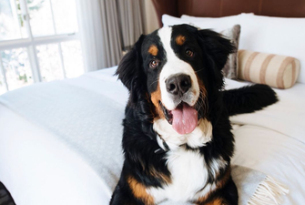 This ski resort will hire you as their resident dog’s ‘fur butler’