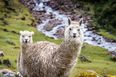 Alpaca trekking at this lodge in Kenmare is the perfect weekend activity
