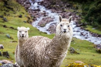 Alpaca trekking at this lodge in Kenmare is the perfect weekend activity