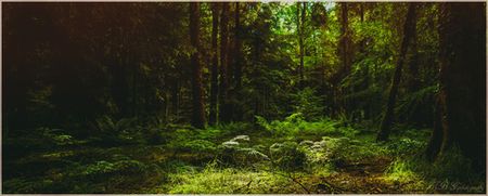 Opt for an eco-friendly option this Christmas and ‘Gift a Tree’