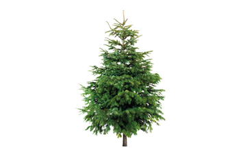 Lidl is selling real Christmas trees for the first time at a pretty decent price