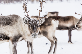 This website lets you let you film Santa’s reindeer in your own living room – here’s how