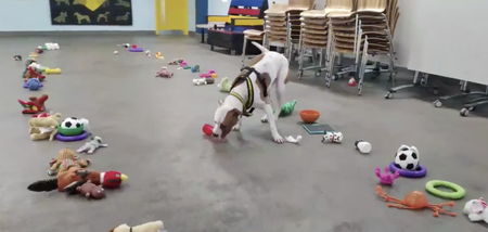 WATCH: These adorable pups picked their own Christmas present and it’s the purest thing ever