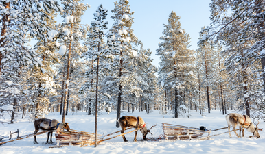A trip to Lapland is the most magical trip you can take at Christmas