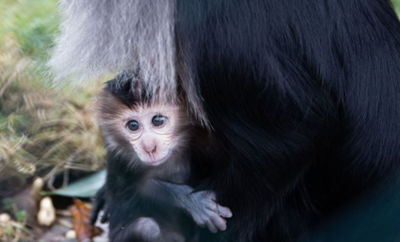 Fota Wildlife Park announces birth of two lion-tailed macaques