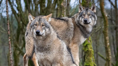 Why a trip to Wild Ireland needs to be your next family day out