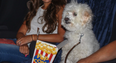 Palas Galway is running a dog-friendly cinema date for you and your furry best friend