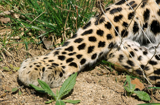 A leopard didn't escape from Belfast Zoo
