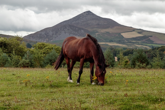 This has to be the most stunning way to see Wicklow