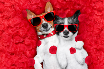 Dogs Trust has created lonely hearts ads for some of their dogs and we’re in love