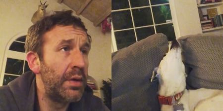 WATCH: Chris O’Dowd’s dog is a big fan of The US Office