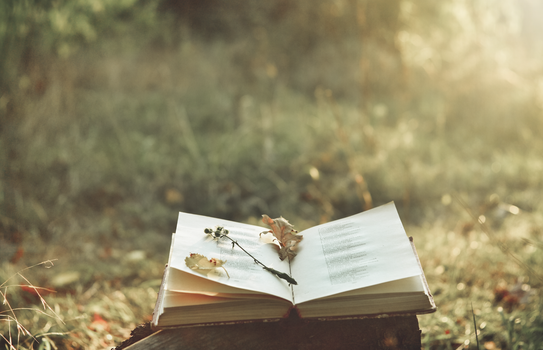 Irish poetry bringing solace