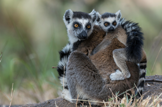 new baby lemurs at Tayto Park
