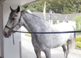 The Gardai want a name for their new horse and Irish people have responded accordingly