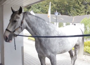 The Gardai want a name for their new horse and Irish people have responded accordingly