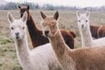 You can now book a private video chat with an alpaca