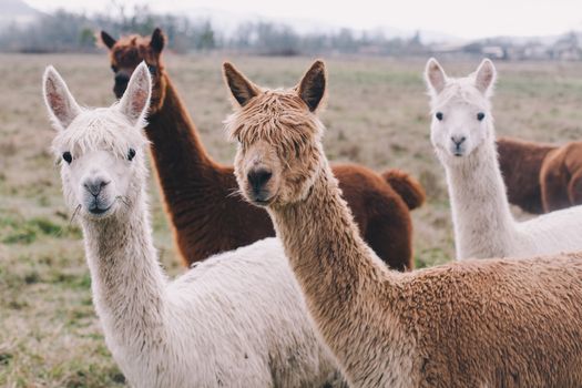 You can now book a private video chat with an alpaca
