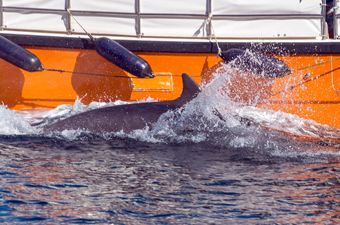 Fisherman keeping Fungie the dolphin company during lockdown