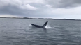 A Killer Whale was spotted in Strangford Lough Co. Down yesterday