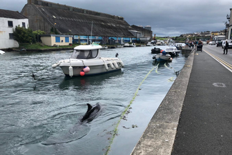 A whale was spotted in Wicklow Harbour today