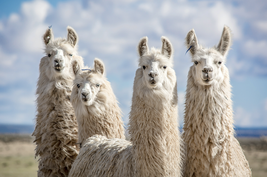 Llamas