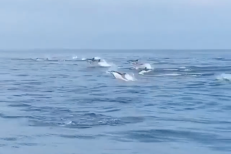 WATCH: Hundreds of dolphins spotted enjoying the water off the Irish coast