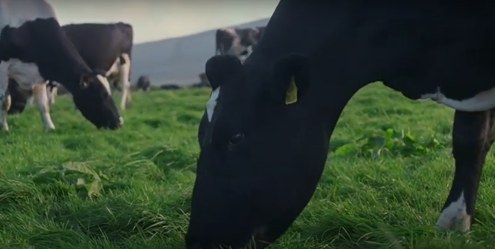 WATCH: Video explains why Irish butter is the best in the world