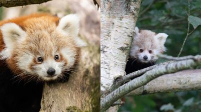 PICS: Fota Wildlife has just welcomed twin Red Panda cubs and they’re extremely cute