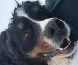 People are sharing pictures of their dogs in honour of Síoda Higgins