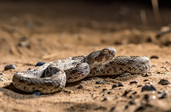 WATCH: Young Irish boy finds deadly snake in his back garden