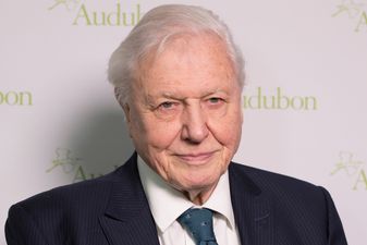 David Attenborough has just joined Instagram so prepare to be blessed
