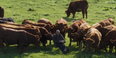 WATCH: Sports fan joined by herd of cattle to watch the golf