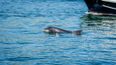 Great news – Fungie the dolphin has been spotted safe and well