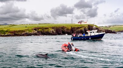 News of the search for Fungie the dolphin has gone global