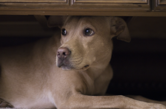 Tips for keeping your dog calm when there are fireworks