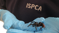 A Central American tarantula has been found in a bunch of bananas in Donegal