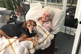 Appeals to help reunite lost dog Shadow with owner 