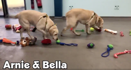 Watch the adorable moment these dogs pick their own Christmas presents
