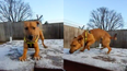WATCH: Dogs Trust Ireland shares adorable video of playful pup enjoying the snow