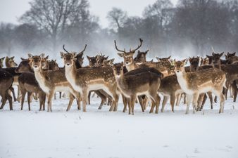 Snow warning issued for 18 counties starting from 6am on Sunday
