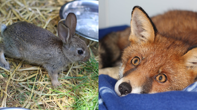 Ireland’s first wildlife hospital to open in Meath pub