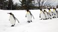 ‘Walk like a penguin’ – Met Éireann’s advice on how to avoid slips and falls in wintry conditions