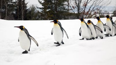 ‘Walk like a penguin’ – Met Éireann’s advice on how to avoid slips and falls in wintry conditions