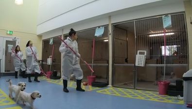 WATCH: Dogs Trust Ireland has taken on the viral Jerusalema Challenge