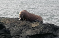 Irish people have been welcoming the first ever walrus to arrive on our shores