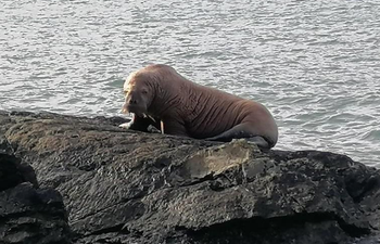 Irish people have been welcoming the first ever walrus to arrive on our shores